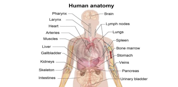 Fill In The Blank With Correct Anatomy Options Flashcards